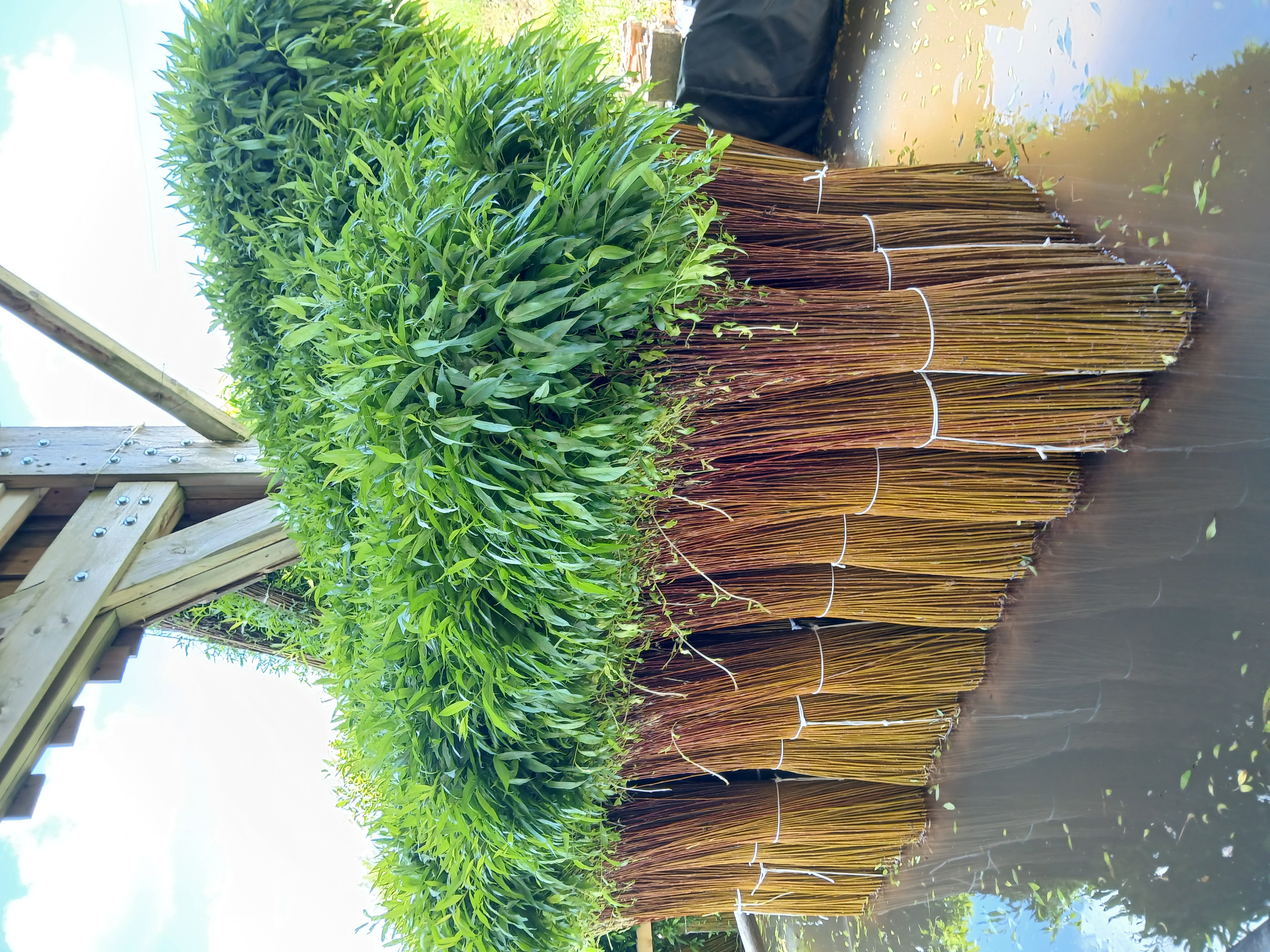 Bottes d'osier en routoir